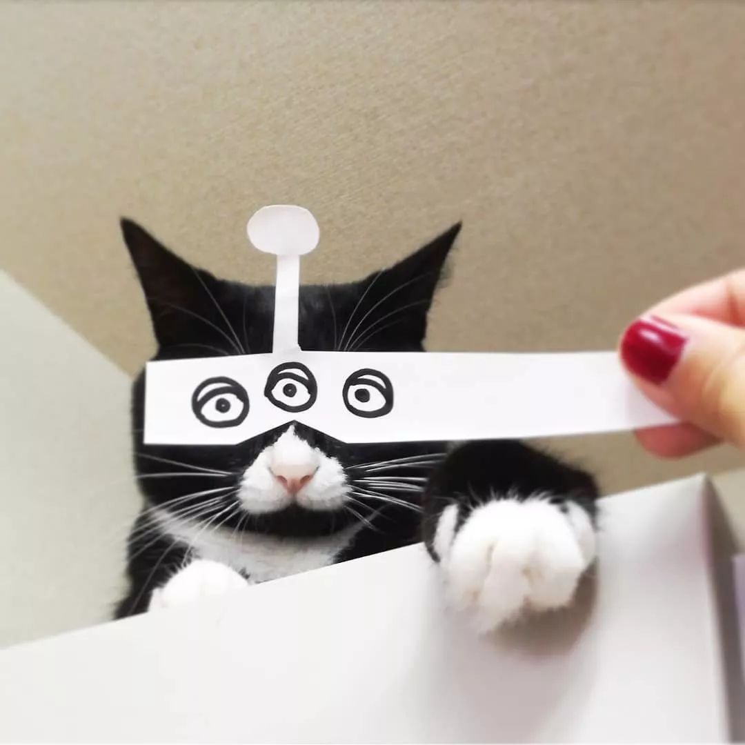 日本一只嘴上有心心的網紅貓咪，卻被鏟屎官做成了表情包… 萌寵 第18張
