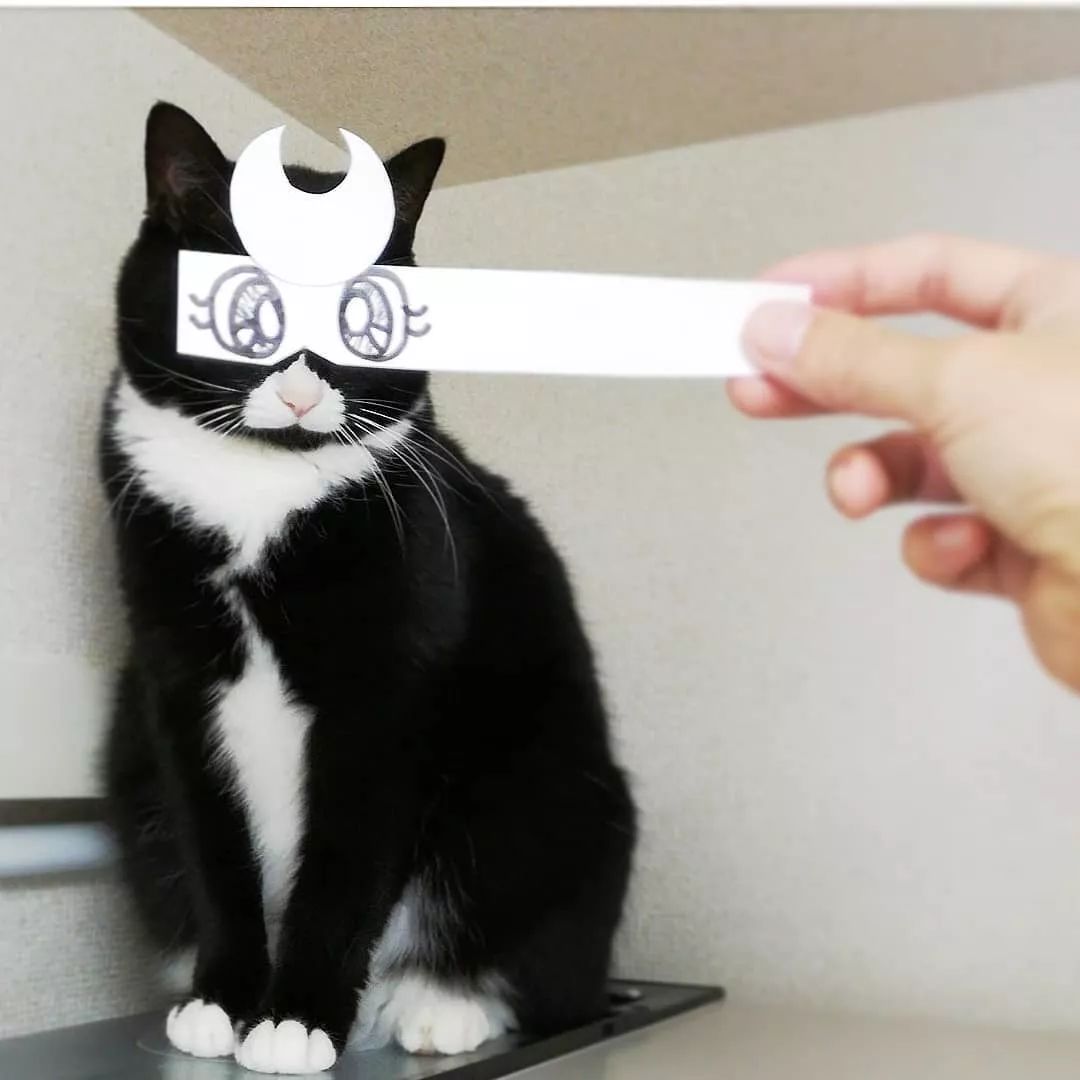 日本一只嘴上有心心的網紅貓咪，卻被鏟屎官做成了表情包… 萌寵 第12張