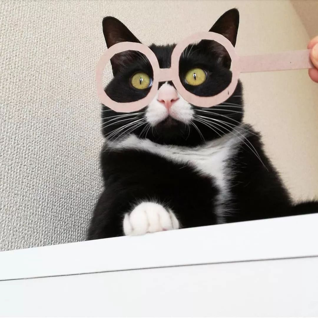 日本一只嘴上有心心的網紅貓咪，卻被鏟屎官做成了表情包… 萌寵 第16張