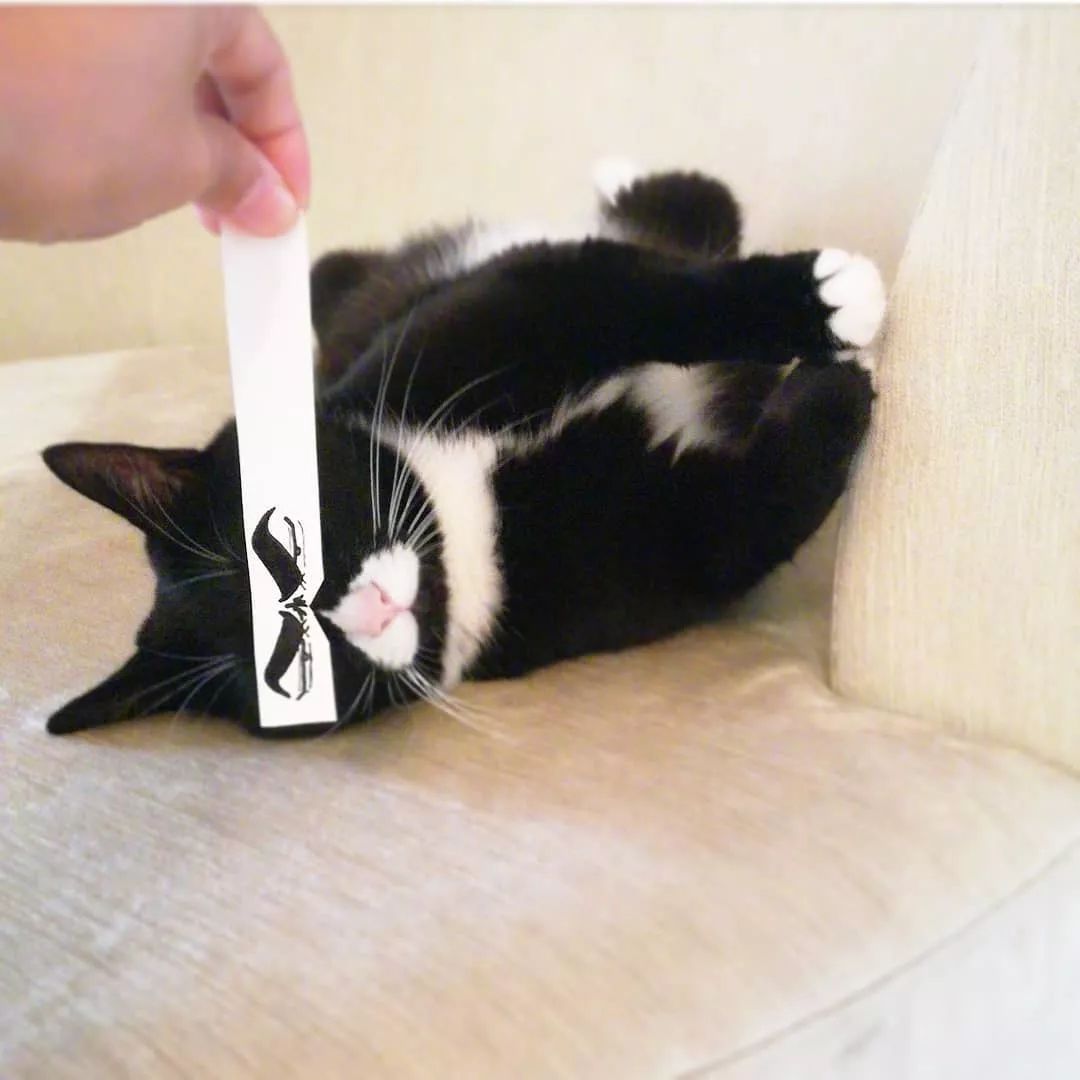 日本一只嘴上有心心的網紅貓咪，卻被鏟屎官做成了表情包… 萌寵 第15張