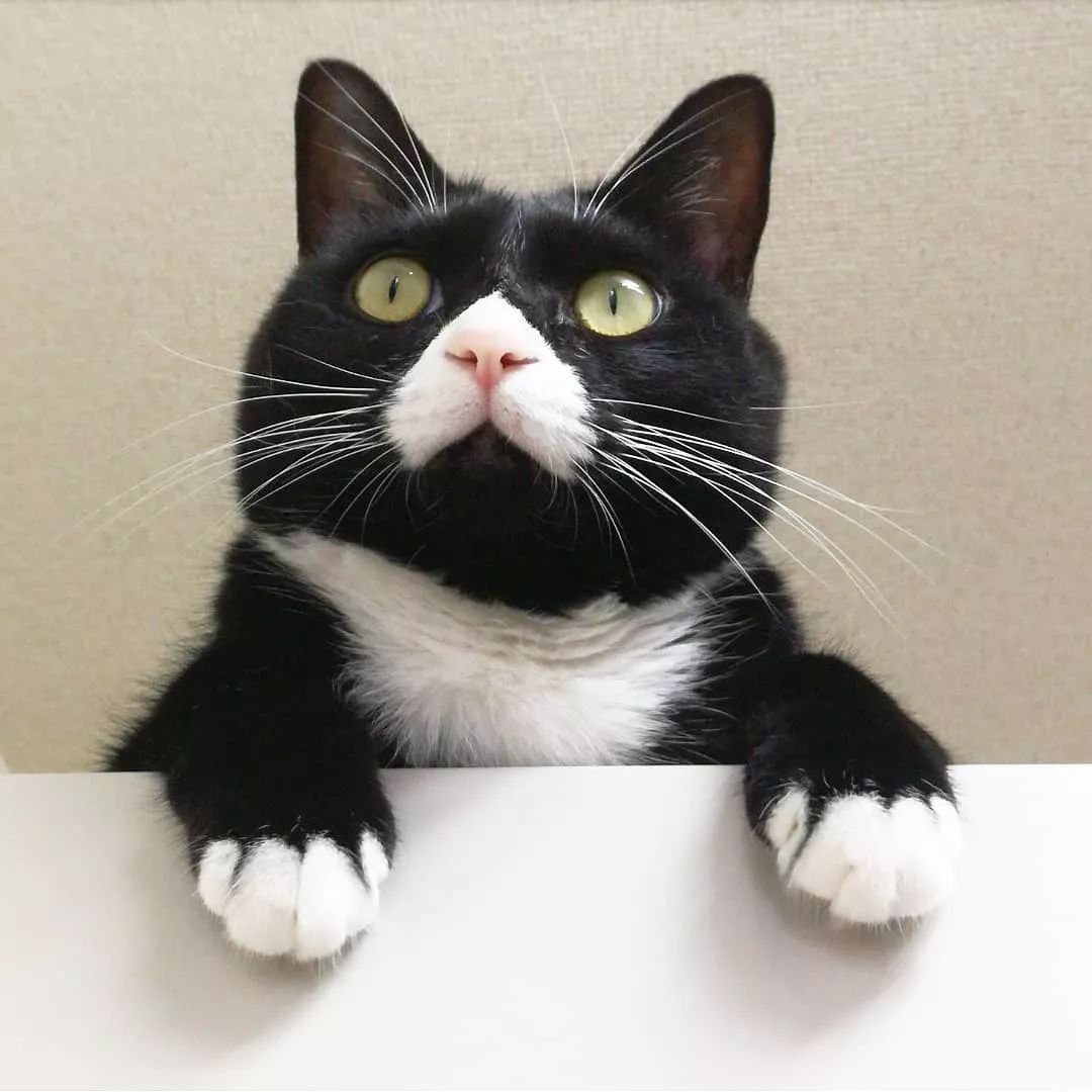 日本一只嘴上有心心的網紅貓咪，卻被鏟屎官做成了表情包… 萌寵 第4張