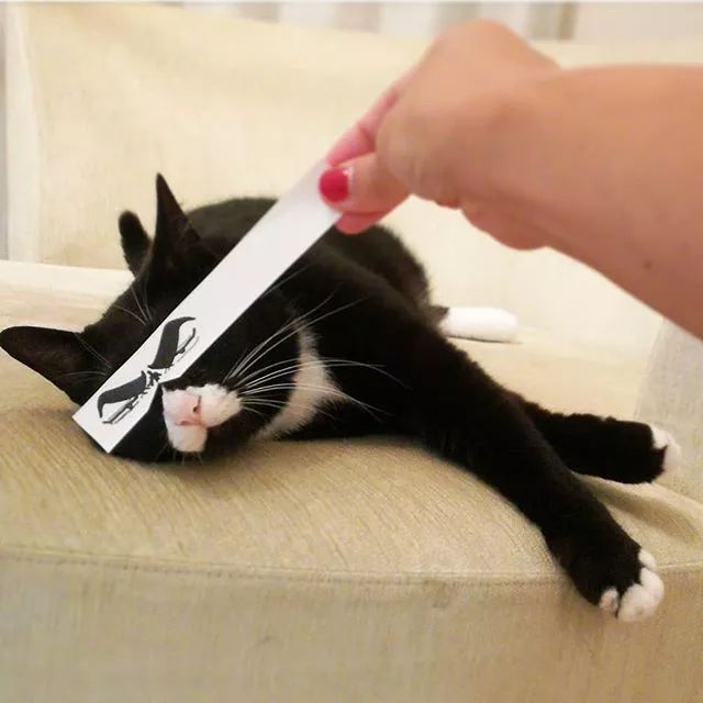 日本一只嘴上有心心的網紅貓咪，卻被鏟屎官做成了表情包… 萌寵 第6張