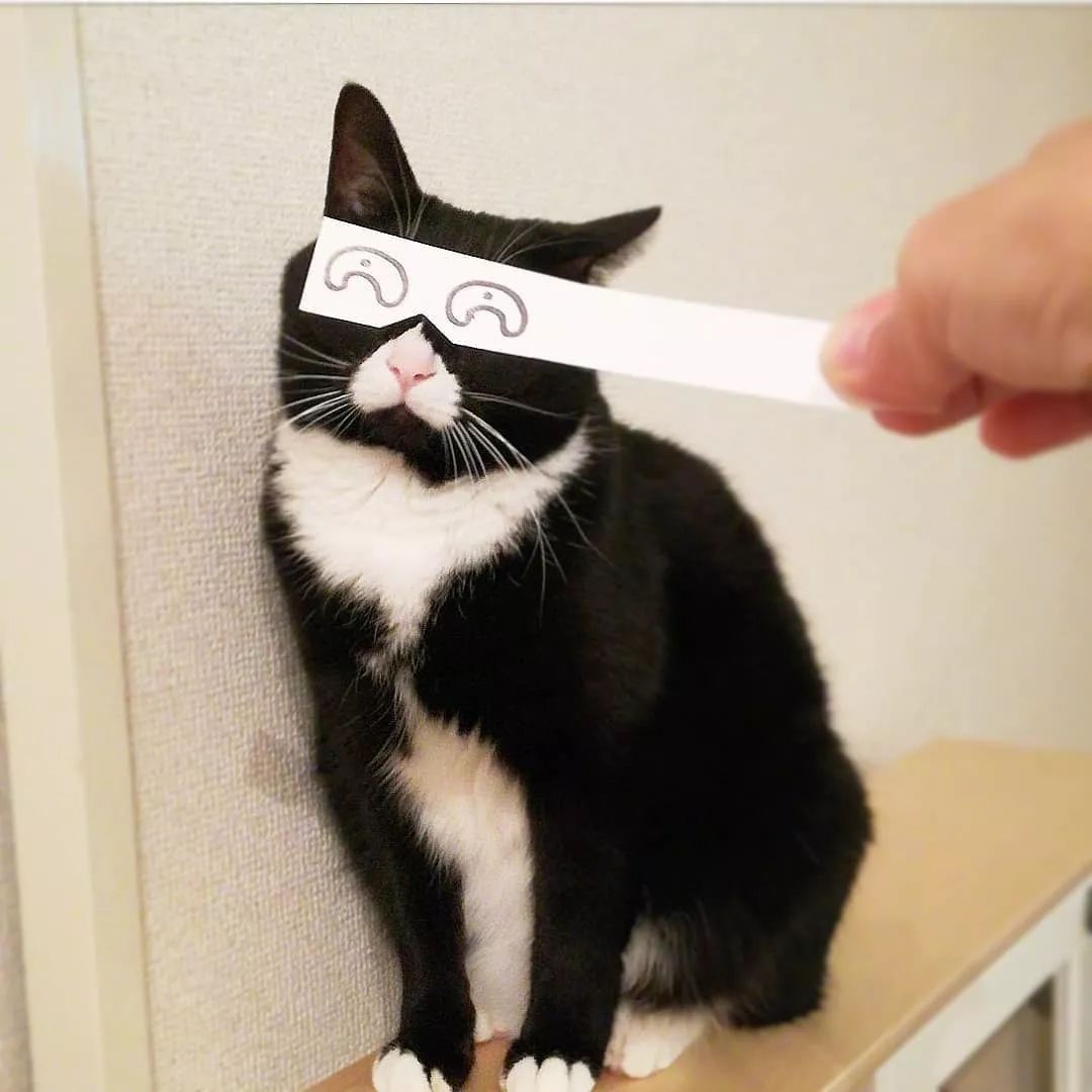 日本一只嘴上有心心的網紅貓咪，卻被鏟屎官做成了表情包… 萌寵 第11張