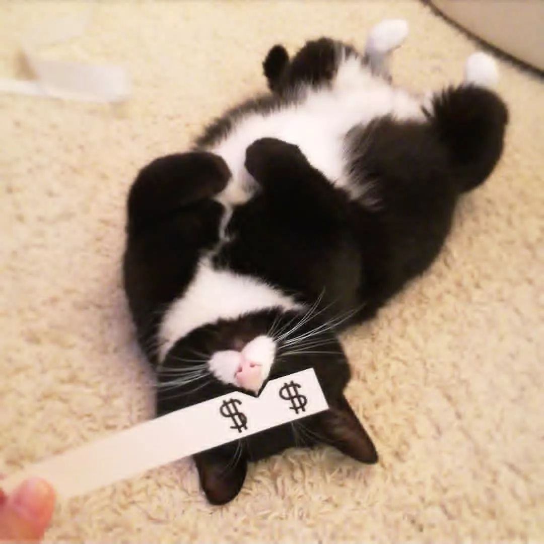 日本一只嘴上有心心的網紅貓咪，卻被鏟屎官做成了表情包… 萌寵 第14張