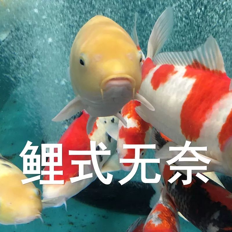 轉發這條錦鯉求保佑 可這些日本錦鯉 在中國海關被 拘留 了 新鮮日本 微文庫