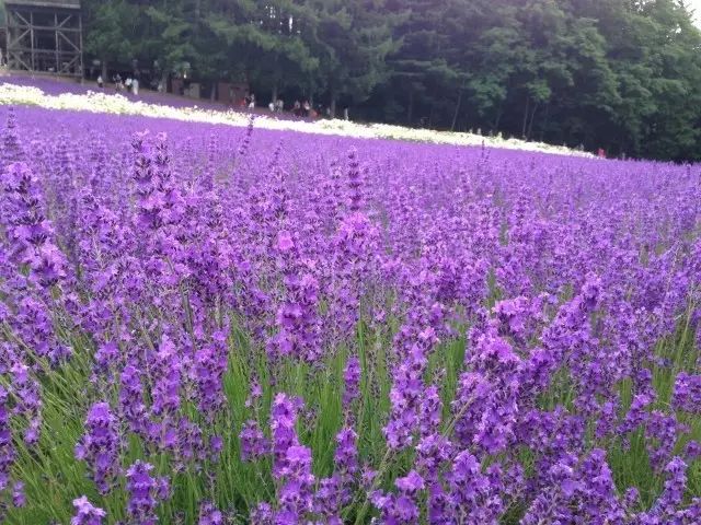 日本頂級薰衣草花田聖地 無法抗拒的浪漫紫 今日日本 微文庫