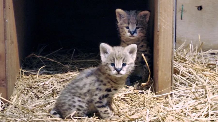 視角丨日本動物園的兩只「貓崽子」，又把網友們萌的老淚縱橫！ 未分類 第10張