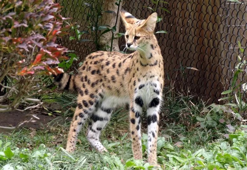 視角丨日本動物園的兩只「貓崽子」，又把網友們萌的老淚縱橫！ 寵物 第6張