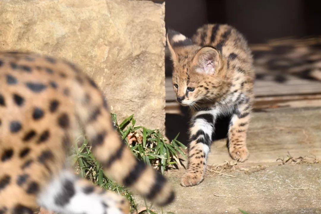 視角丨日本動物園的兩只「貓崽子」，又把網友們萌的老淚縱橫！ 未分類 第12張