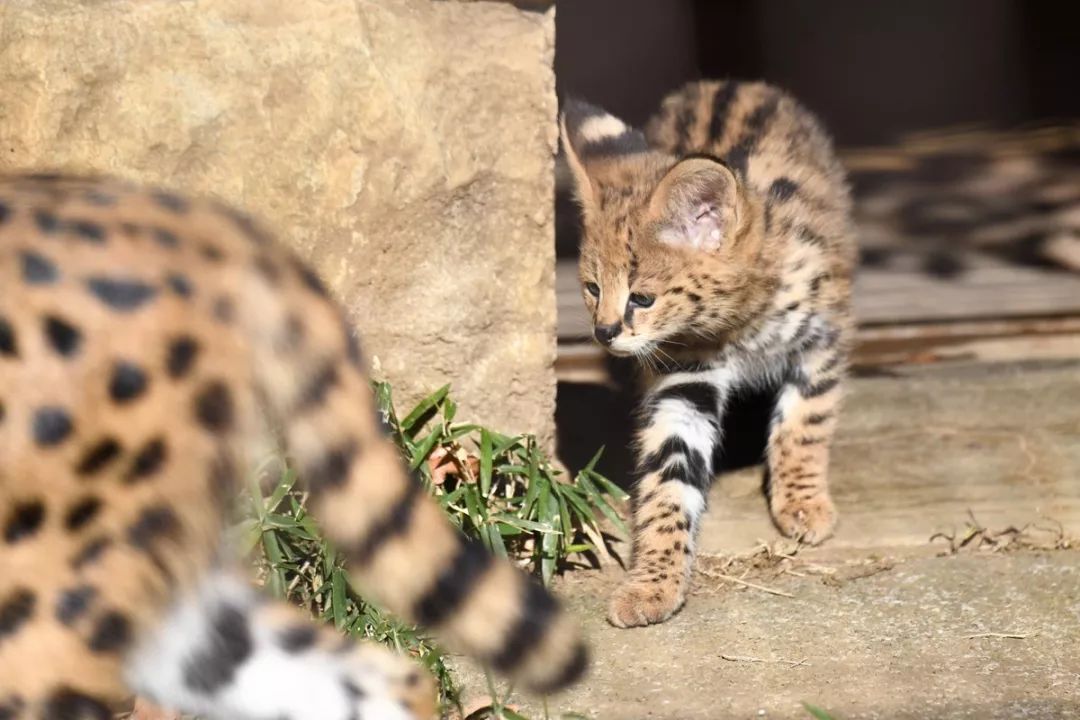 視角丨日本動物園的兩只「貓崽子」，又把網友們萌的老淚縱橫！ 寵物 第12張