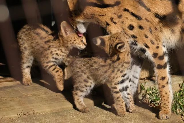 視角丨日本動物園的兩只「貓崽子」，又把網友們萌的老淚縱橫！ 寵物 第16張