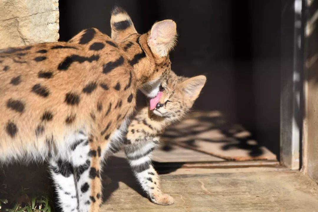 視角丨日本動物園的兩只「貓崽子」，又把網友們萌的老淚縱橫！ 未分類 第18張