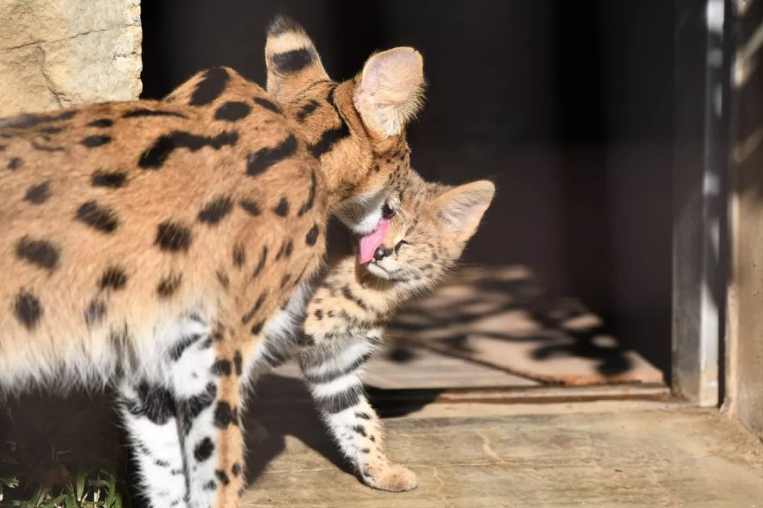 視角丨日本動物園的兩只「貓崽子」，又把網友們萌的老淚縱橫！ 寵物 第18張