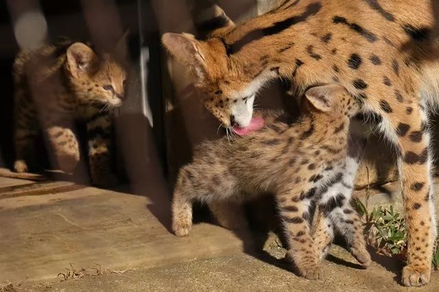 視角丨日本動物園的兩只「貓崽子」，又把網友們萌的老淚縱橫！ 寵物 第15張