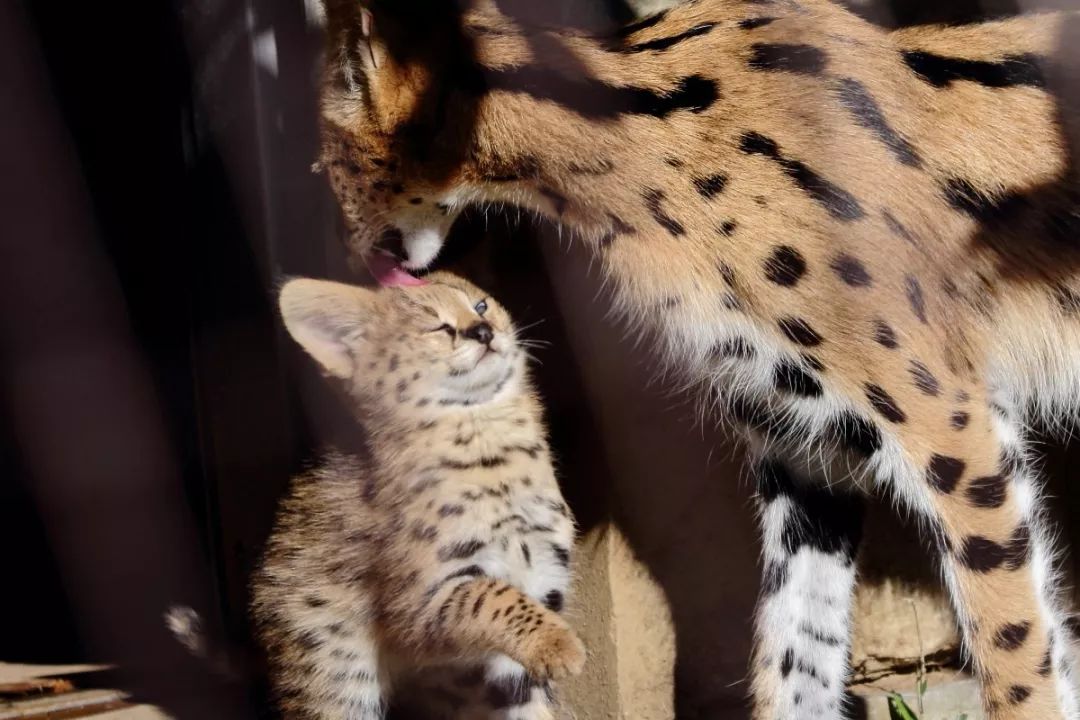 視角丨日本動物園的兩只「貓崽子」，又把網友們萌的老淚縱橫！ 寵物 第17張