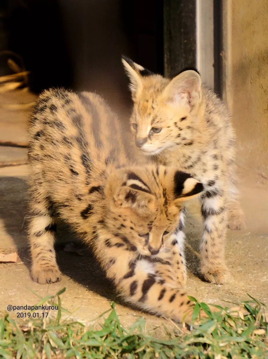 視角丨日本動物園的兩只「貓崽子」，又把網友們萌的老淚縱橫！ 寵物 第4張