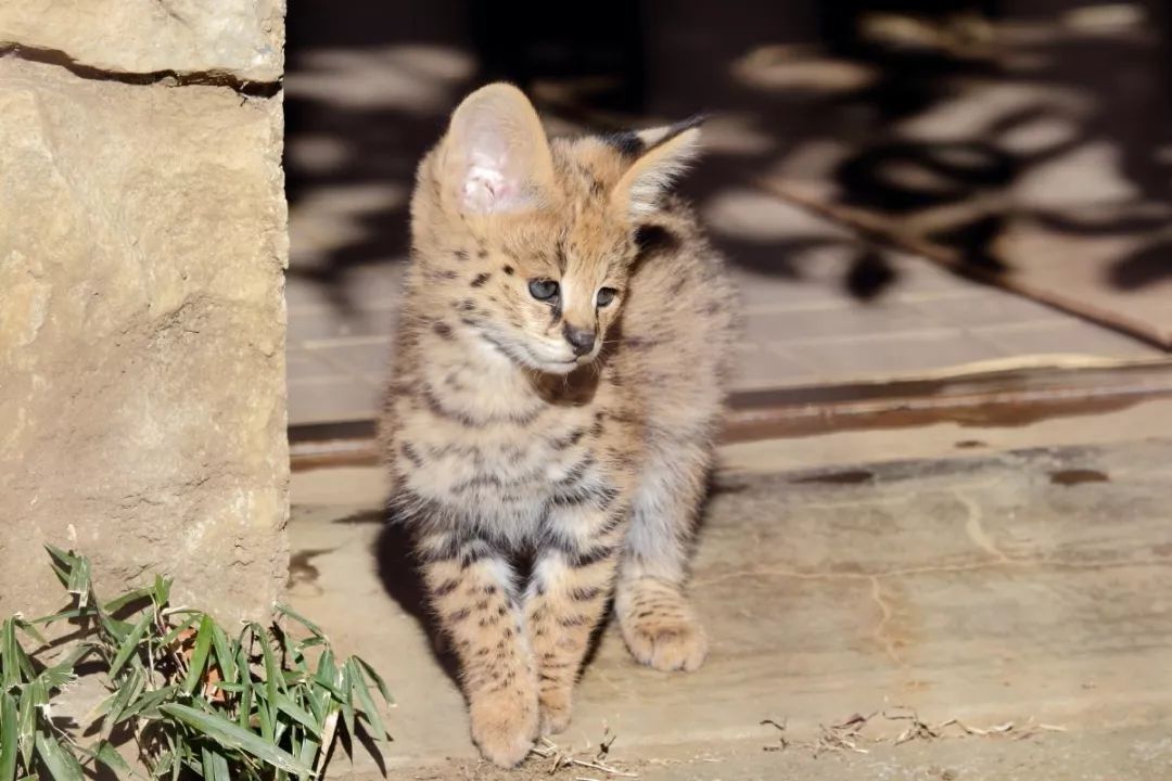 視角丨日本動物園的兩只「貓崽子」，又把網友們萌的老淚縱橫！ 未分類 第8張