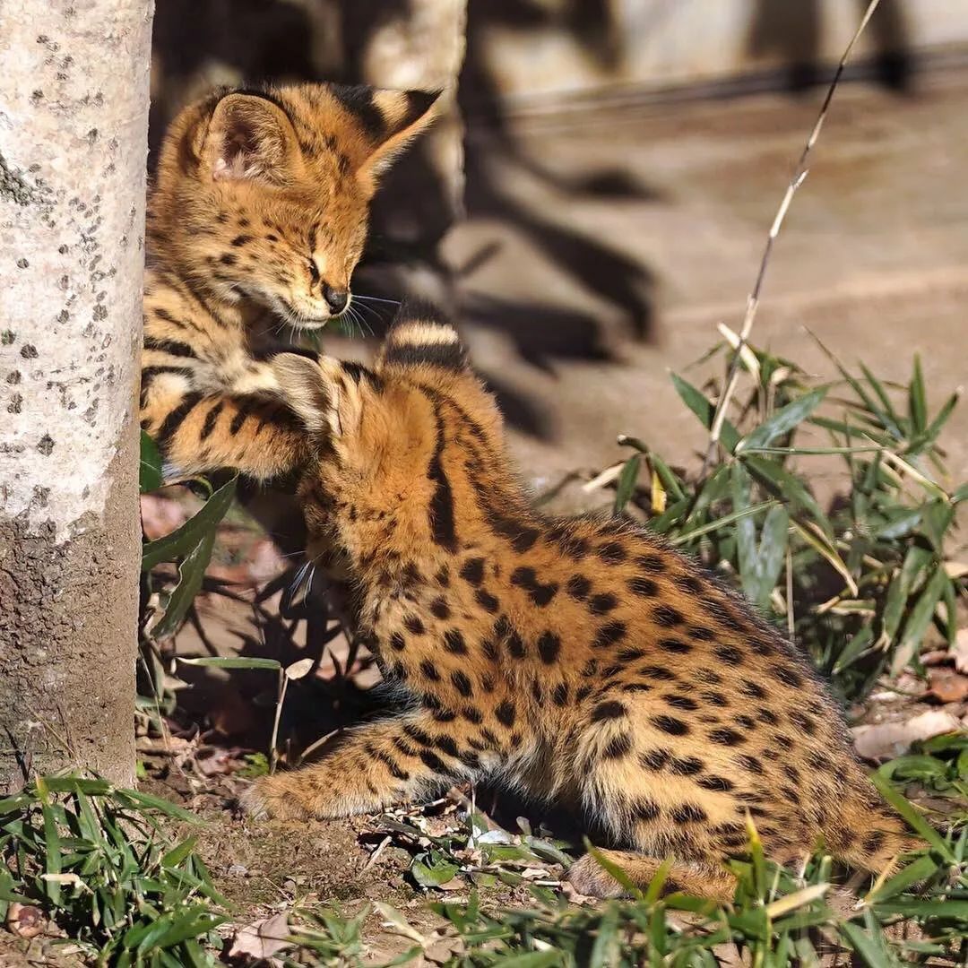 視角丨日本動物園的兩只「貓崽子」，又把網友們萌的老淚縱橫！ 寵物 第3張