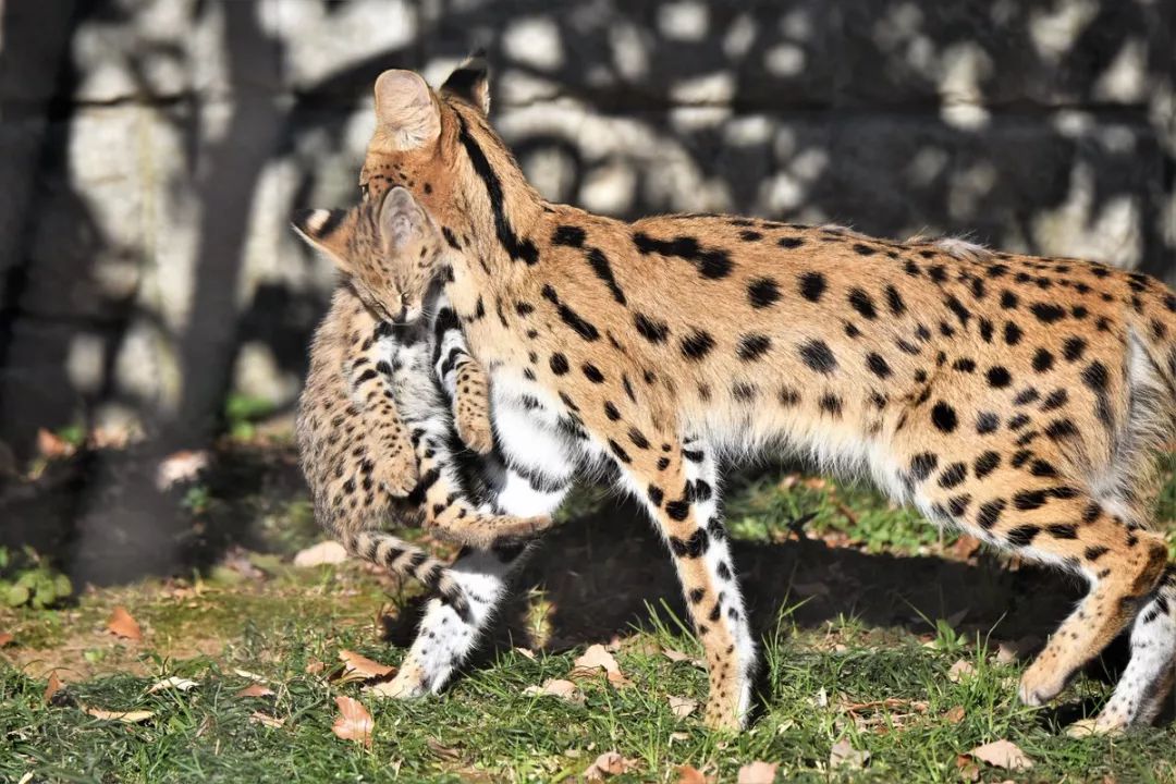 視角丨日本動物園的兩只「貓崽子」，又把網友們萌的老淚縱橫！ 寵物 第19張