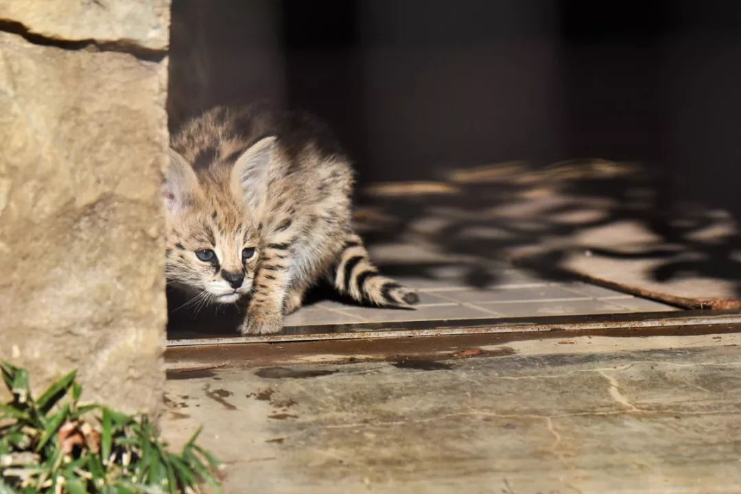 視角丨日本動物園的兩只「貓崽子」，又把網友們萌的老淚縱橫！ 未分類 第11張