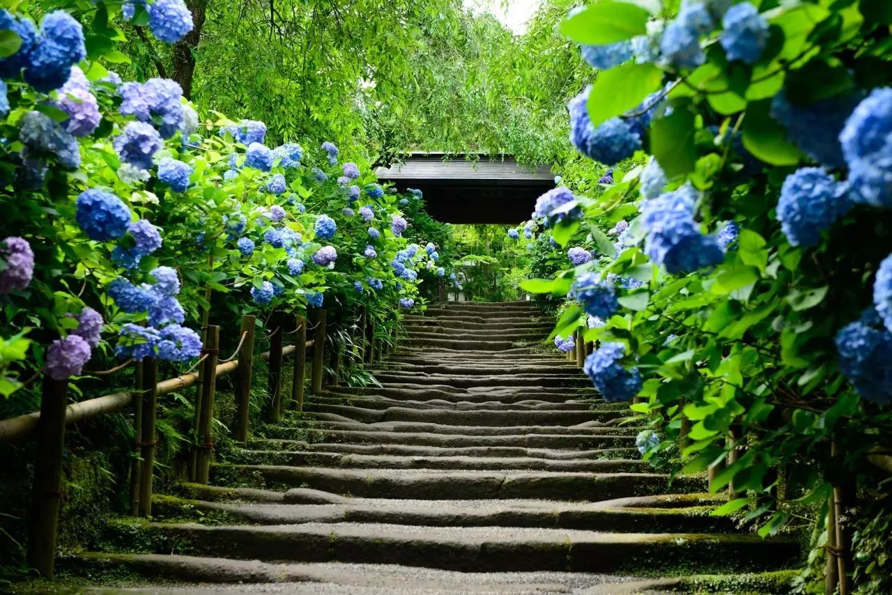 6月將至 讓日本的繡球花治癒你的雨季小憂傷吧 新鮮日本 微文庫