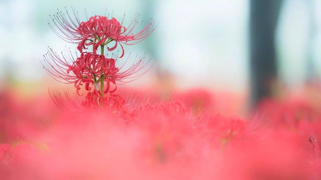 日本的彼岸花大片開放了 妖豔的花海刷爆了朋友圈 新鮮日本 微文庫