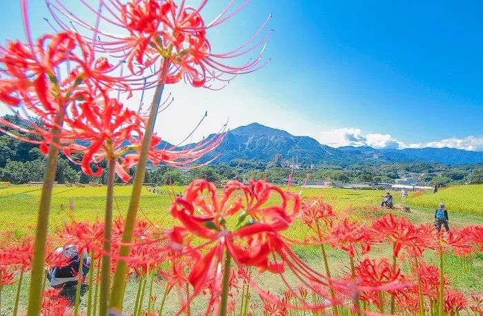 日本的彼岸花大片開放了 妖豔的花海刷爆了朋友圈 新鮮日本 微文庫
