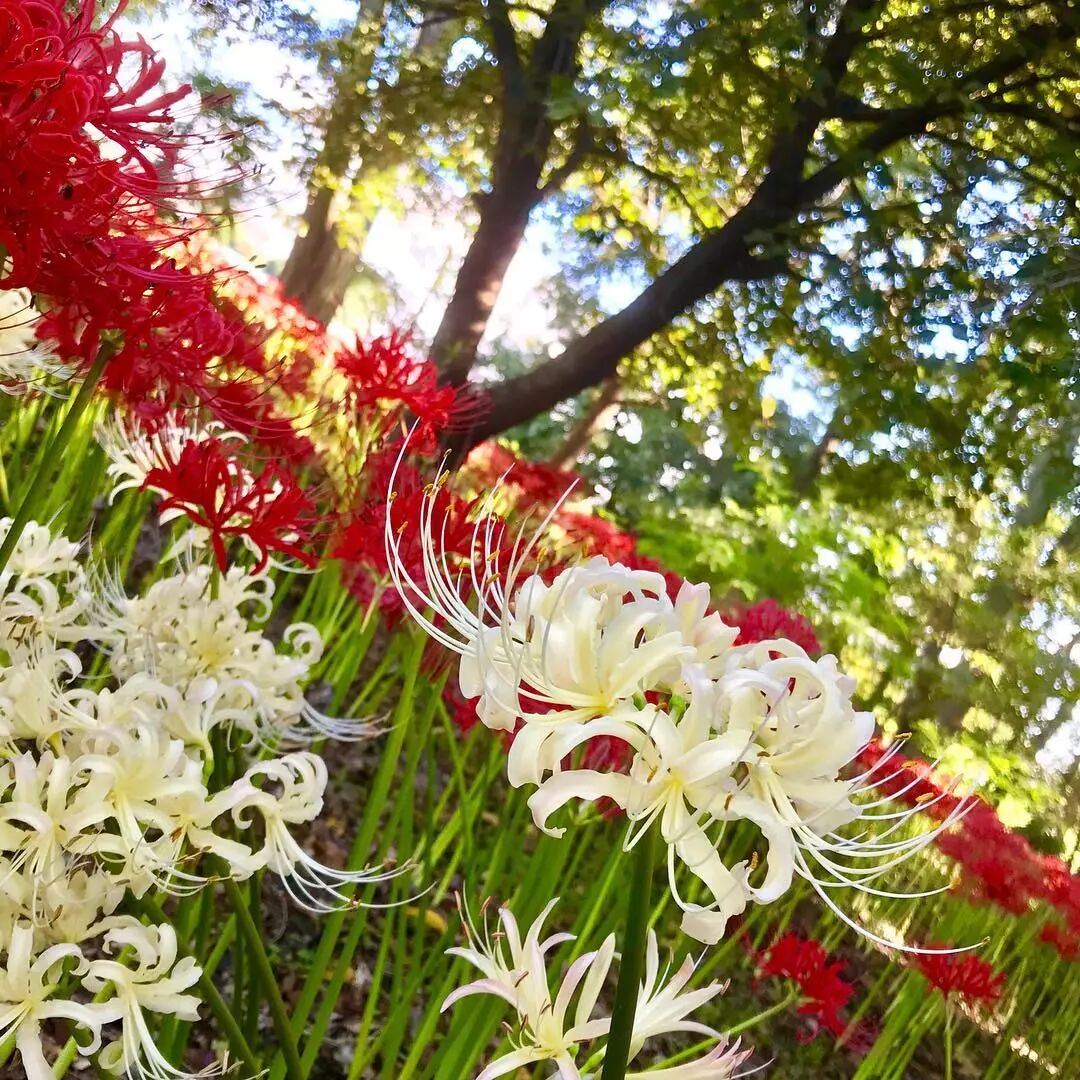 日本的彼岸花大片開放了 妖豔的花海刷爆了朋友圈 新鮮日本 微文庫