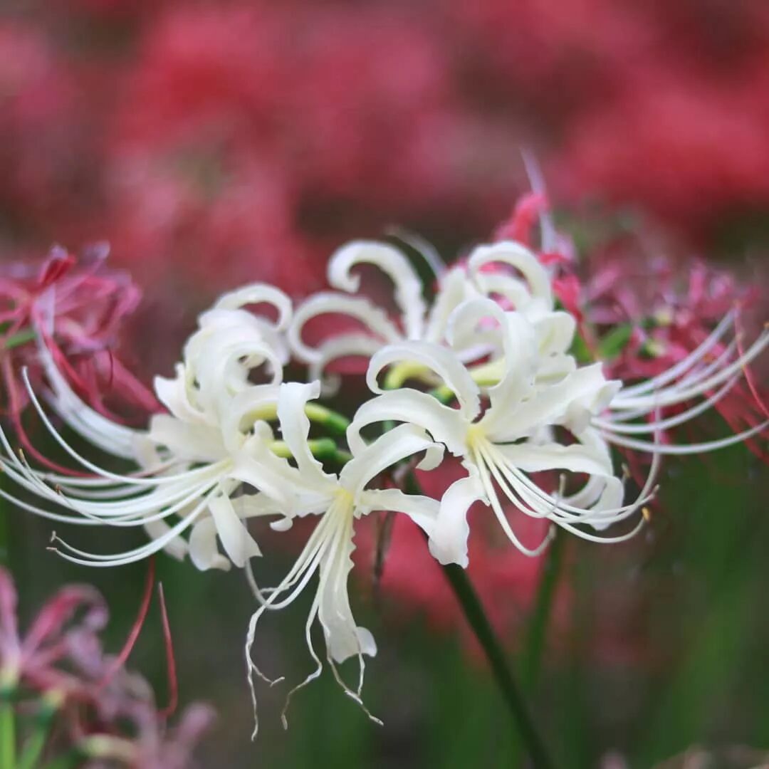 日本的彼岸花大片開放了 妖豔的花海刷爆了朋友圈 新鮮日本 微文庫