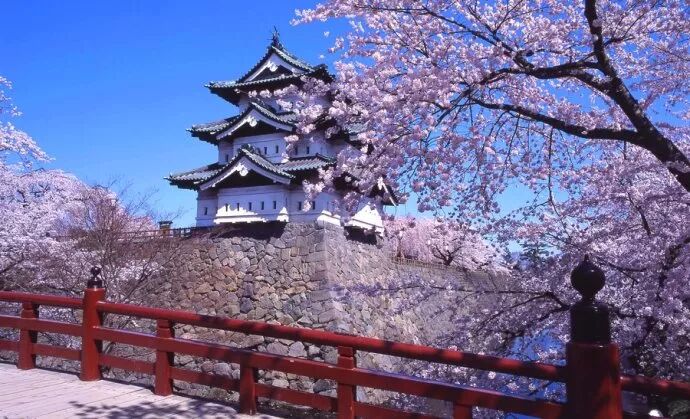 寒冬的北海道竟然又櫻花滿開了 夢幻般的景色真相是 霓虹國生活專家 微文庫