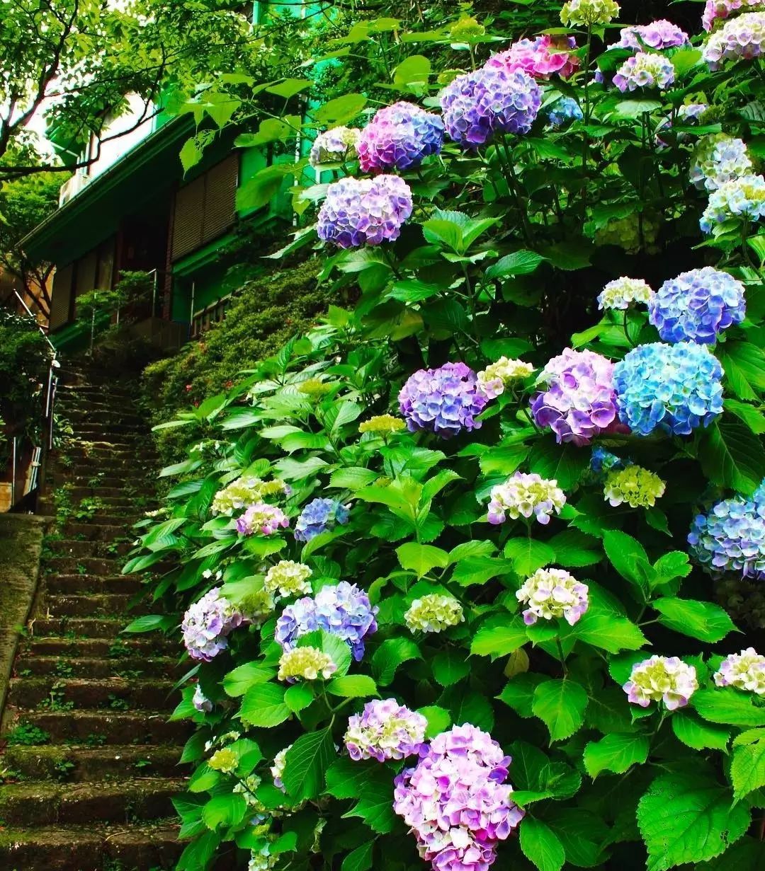 6月將至 讓日本的繡球花治癒你的雨季小憂傷吧 新鮮日本 微文庫