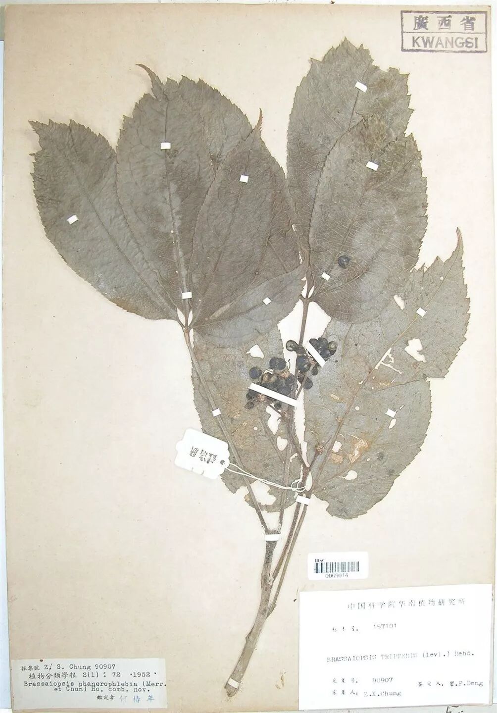 【科普小常识】瑶药七十二风之半边风