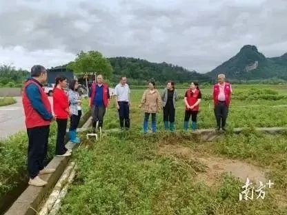 【南方＋】做好“土特产”文章，科技赋能阳山西洋菜高质量发展