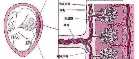 知道就好理解09月12日[健康]绒毛胎盘胎儿囊肿子宫膜状胎盘膜状胎盘是