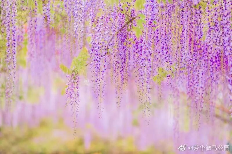 26 唯美紫色花海上线