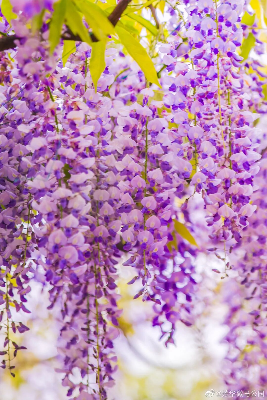 26 唯美紫色花海上线