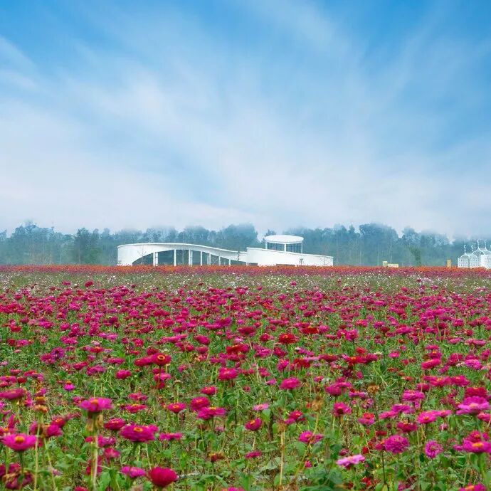 龙泉第一朵桃花开了。成都的春天，我想你