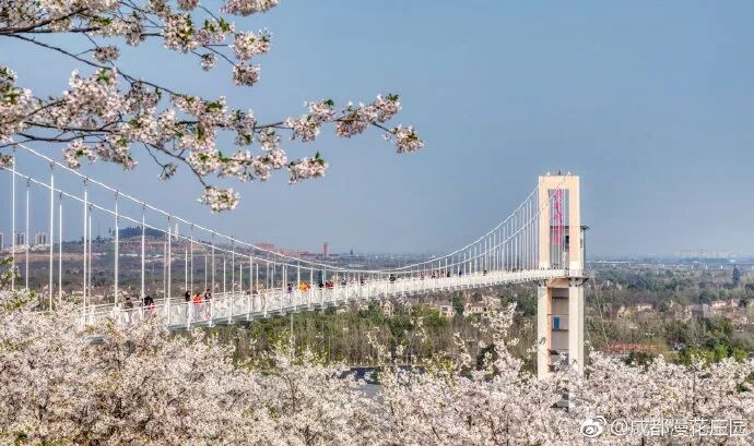 龙泉第一朵桃花开了。成都的春天，我想你