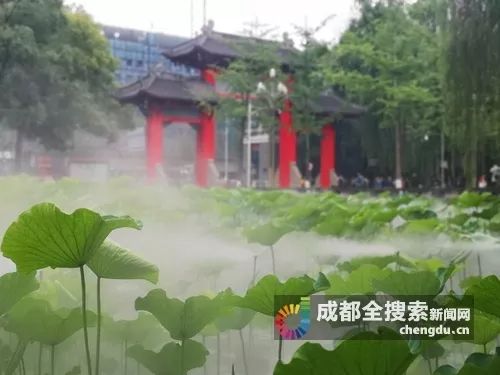 成都全搜索新闻网 超仙！成都这些地方的荷花已经开啦