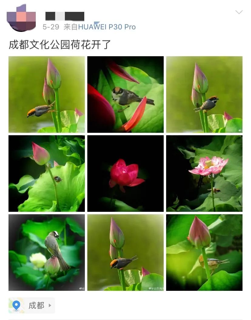 成都全搜索新闻网 超仙！成都这些地方的荷花已经开啦