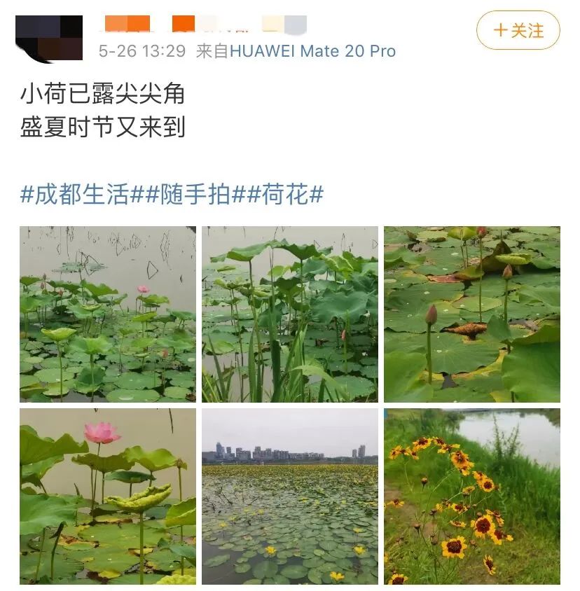 成都全搜索新闻网 超仙！成都这些地方的荷花已经开啦