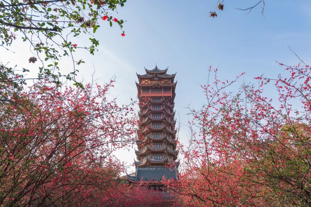 龙泉第一朵桃花开了。成都的春天，我想你