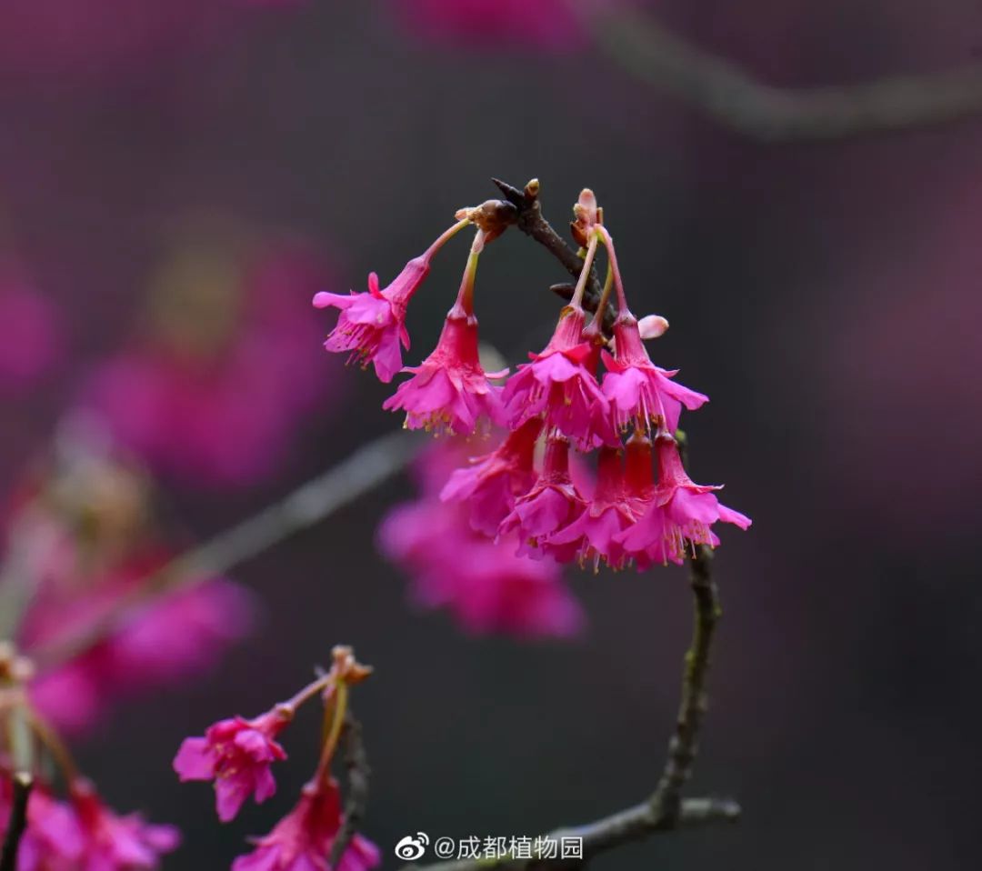 龙泉第一朵桃花开了。成都的春天，我想你