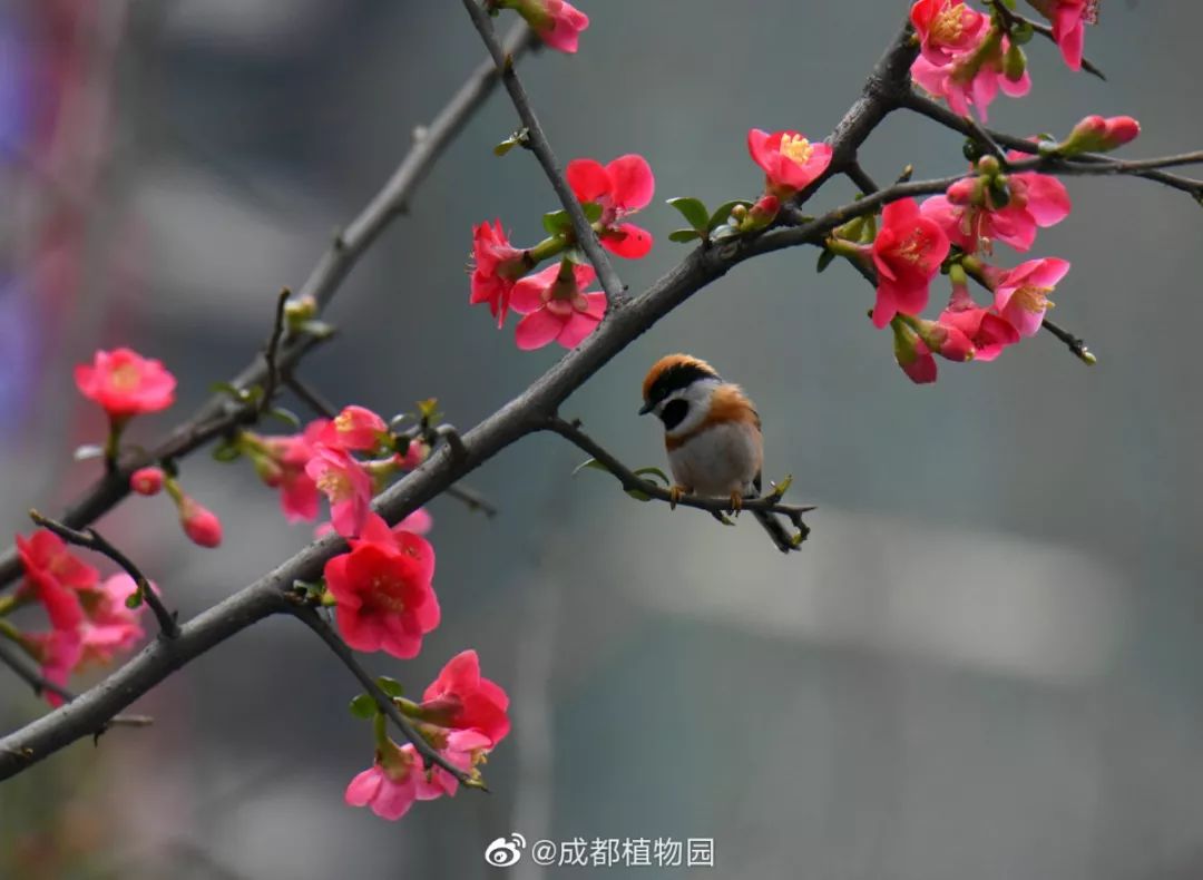 龙泉第一朵桃花开了。成都的春天，我想你