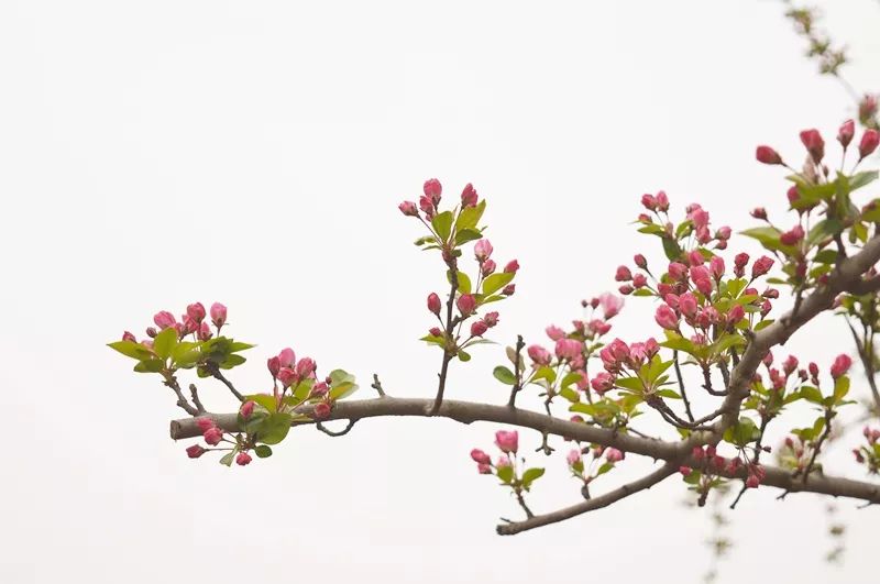 龙泉第一朵桃花开了。成都的春天，我想你