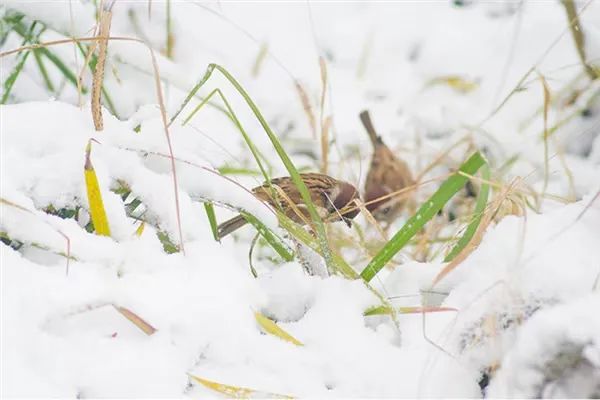 农安宝塔丨中国传统二十四节气 小雪