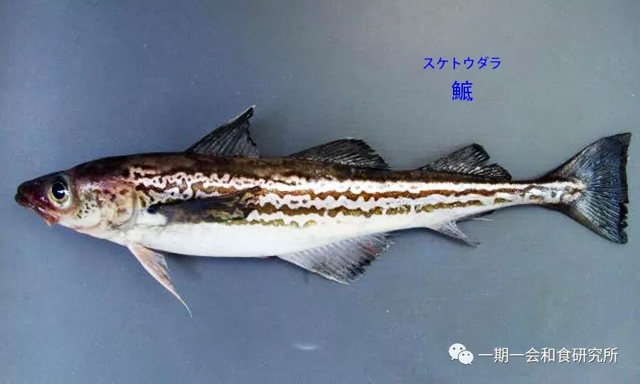 分享 认鱼识字 魚文字 金融读书会 微信公众号文章阅读 Wemp