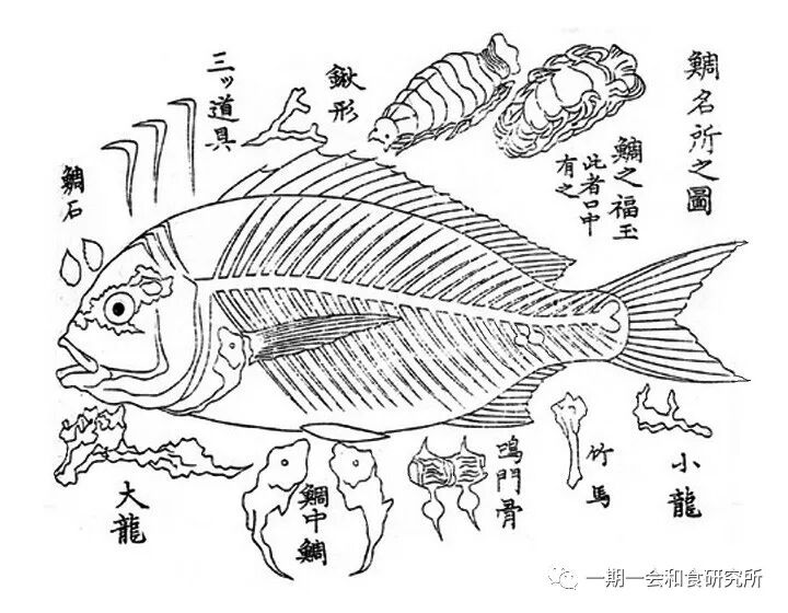 日本的代表鱼 鲷鱼 一期一会和食研究所 微信公众号文章阅读 Wemp