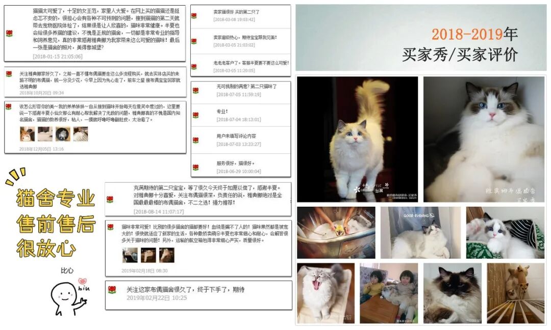 纯种布偶猫 雅典娜布偶猫舍 Athenadolls