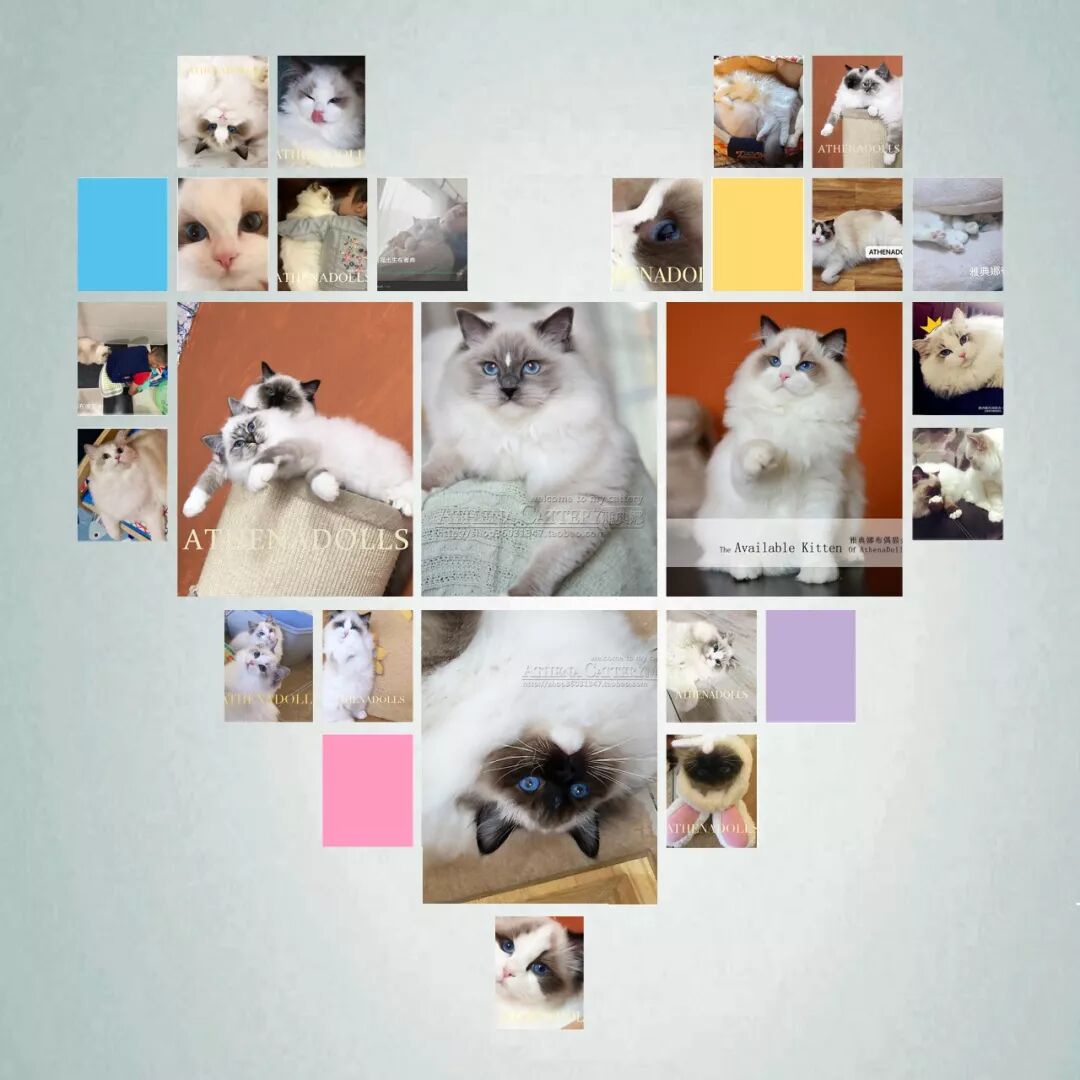 纯种布偶猫 雅典娜布偶猫舍 Athenadolls